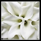�t�����[�A�[�e�B�X�g�a�c�_��_��i17�~�j